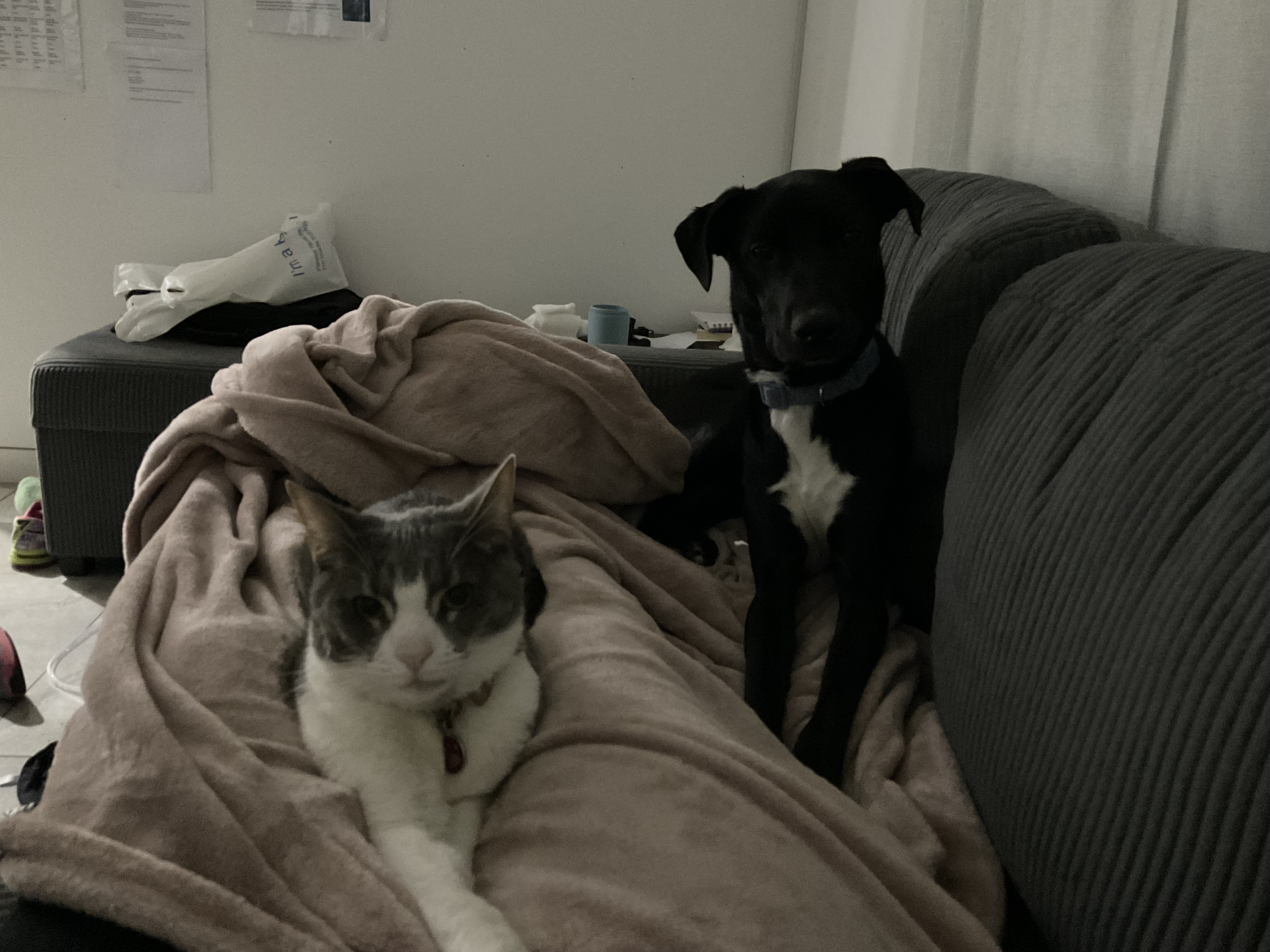 image-11