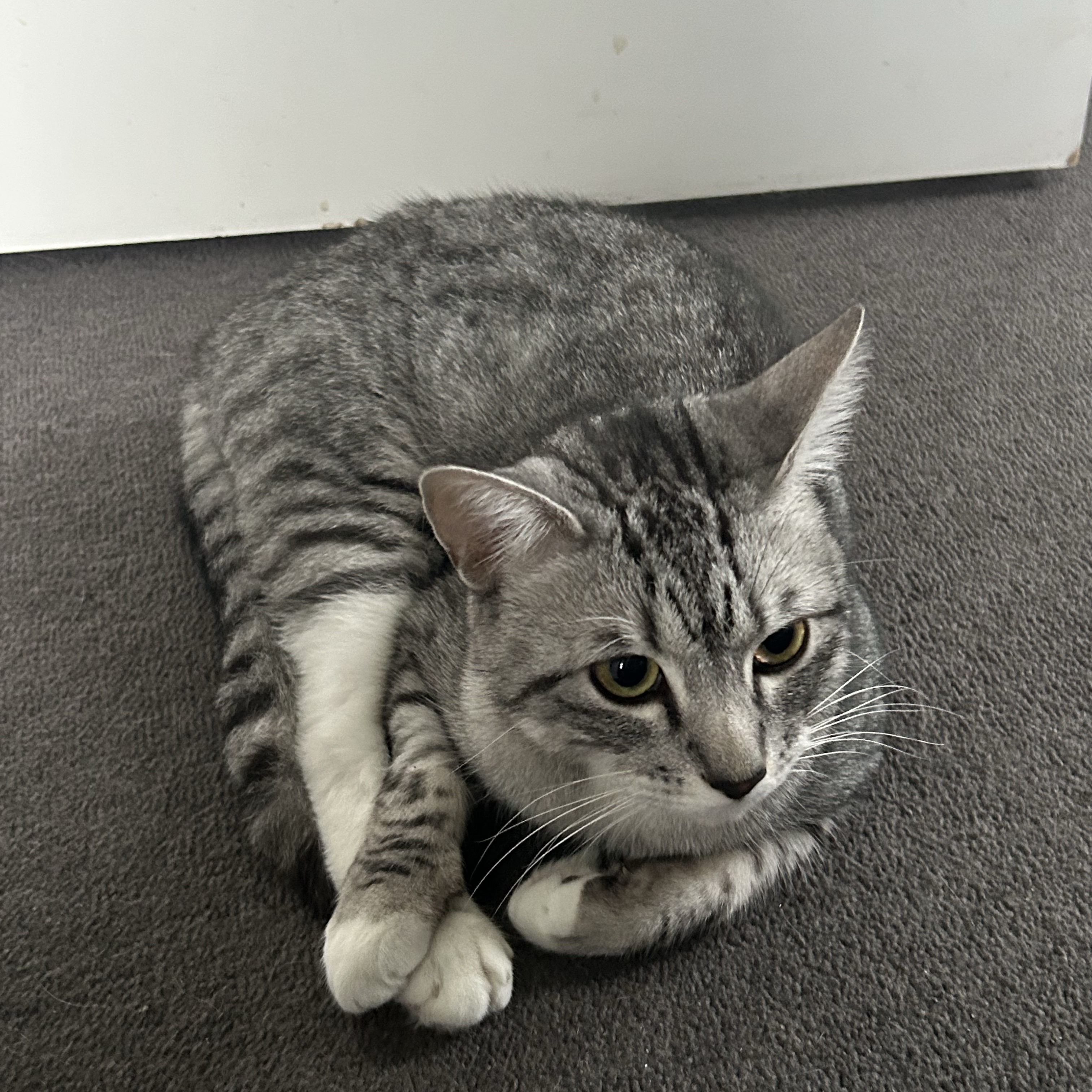 Taro