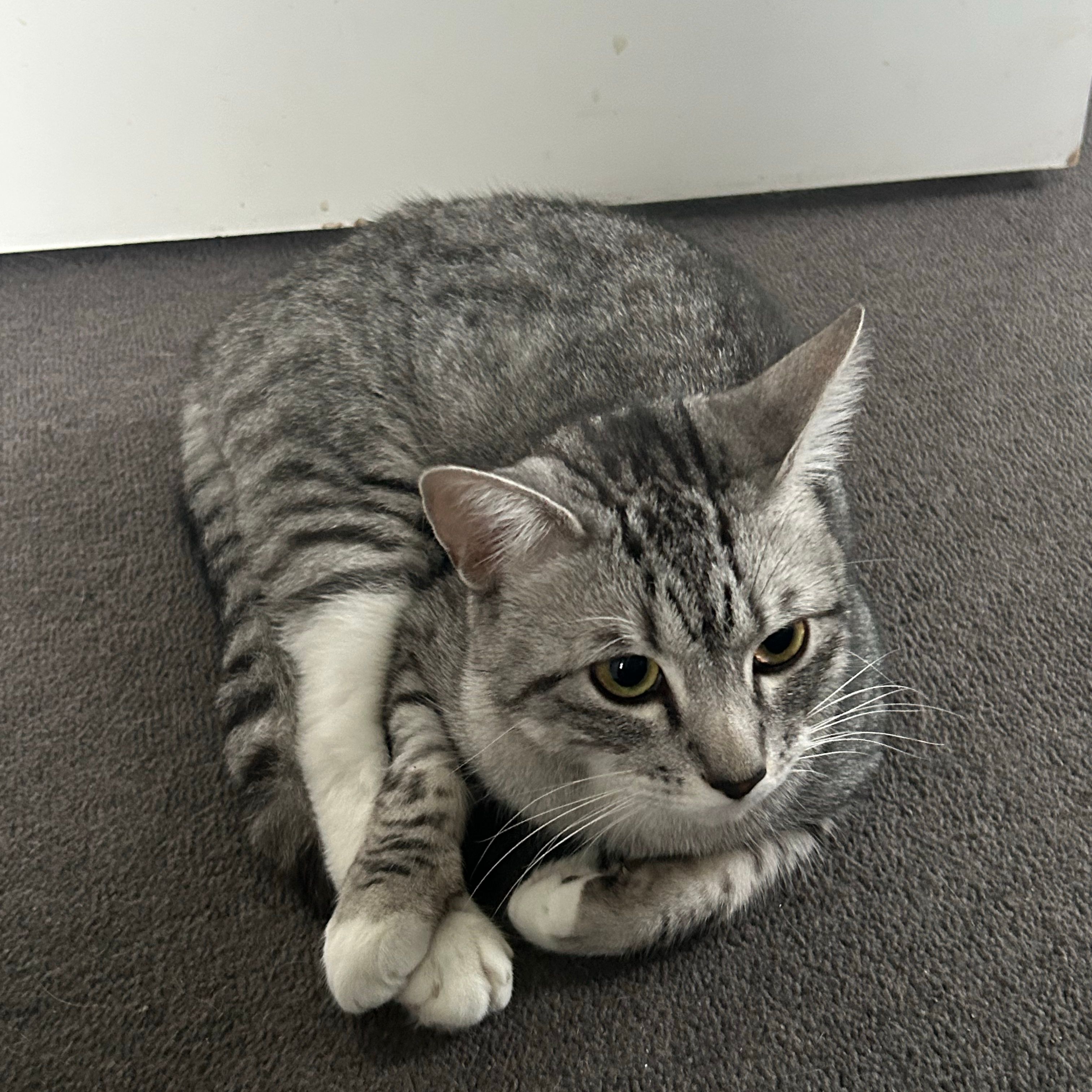 Taro