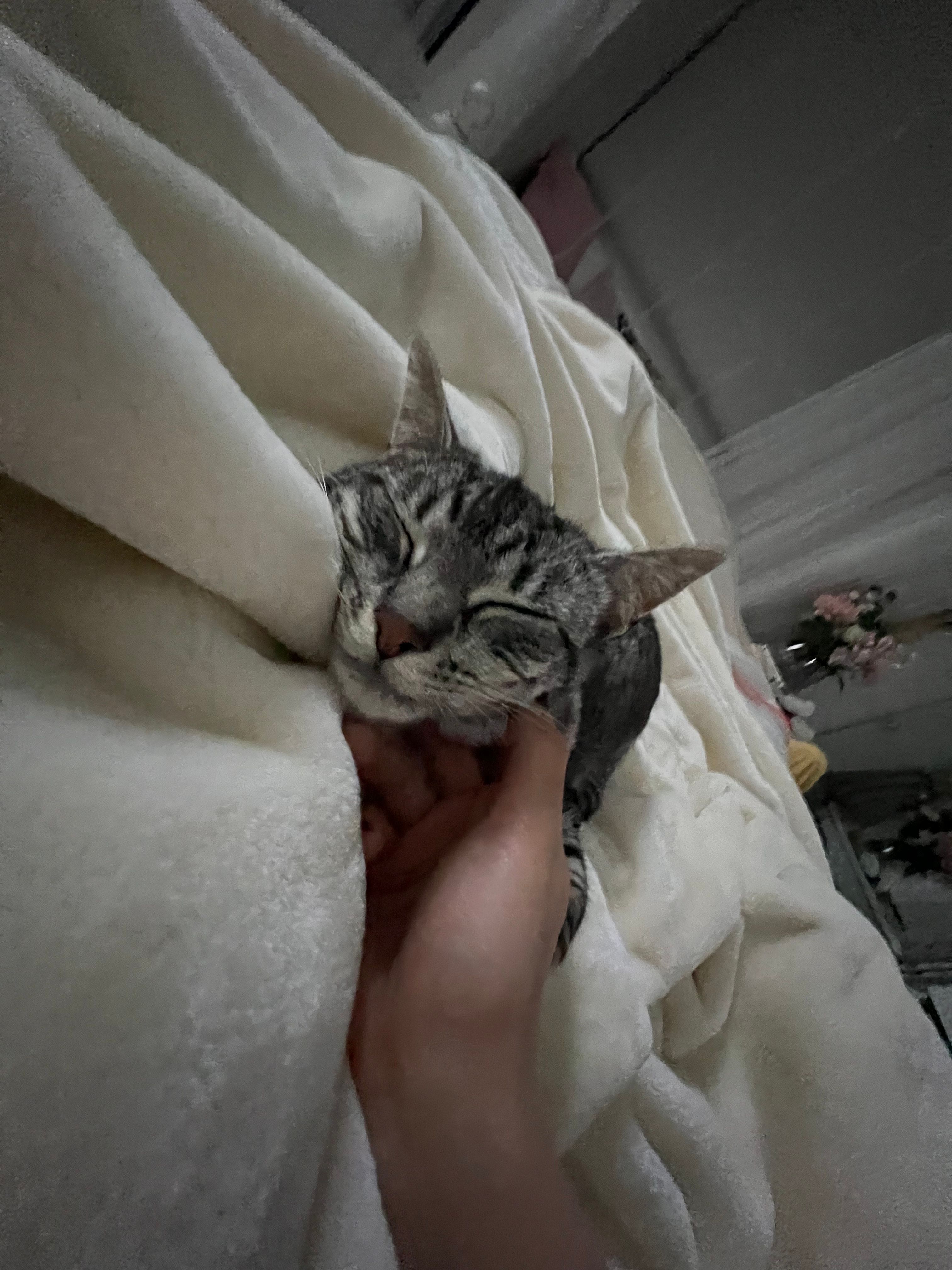 image-8
