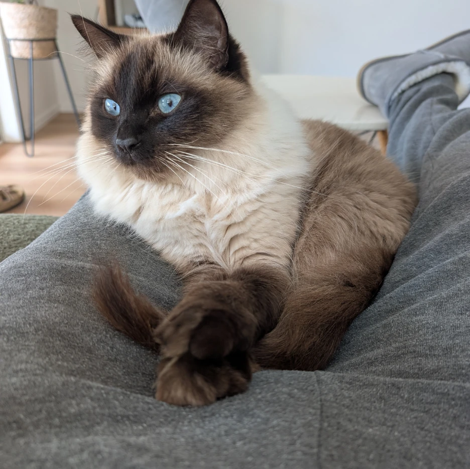 Simba