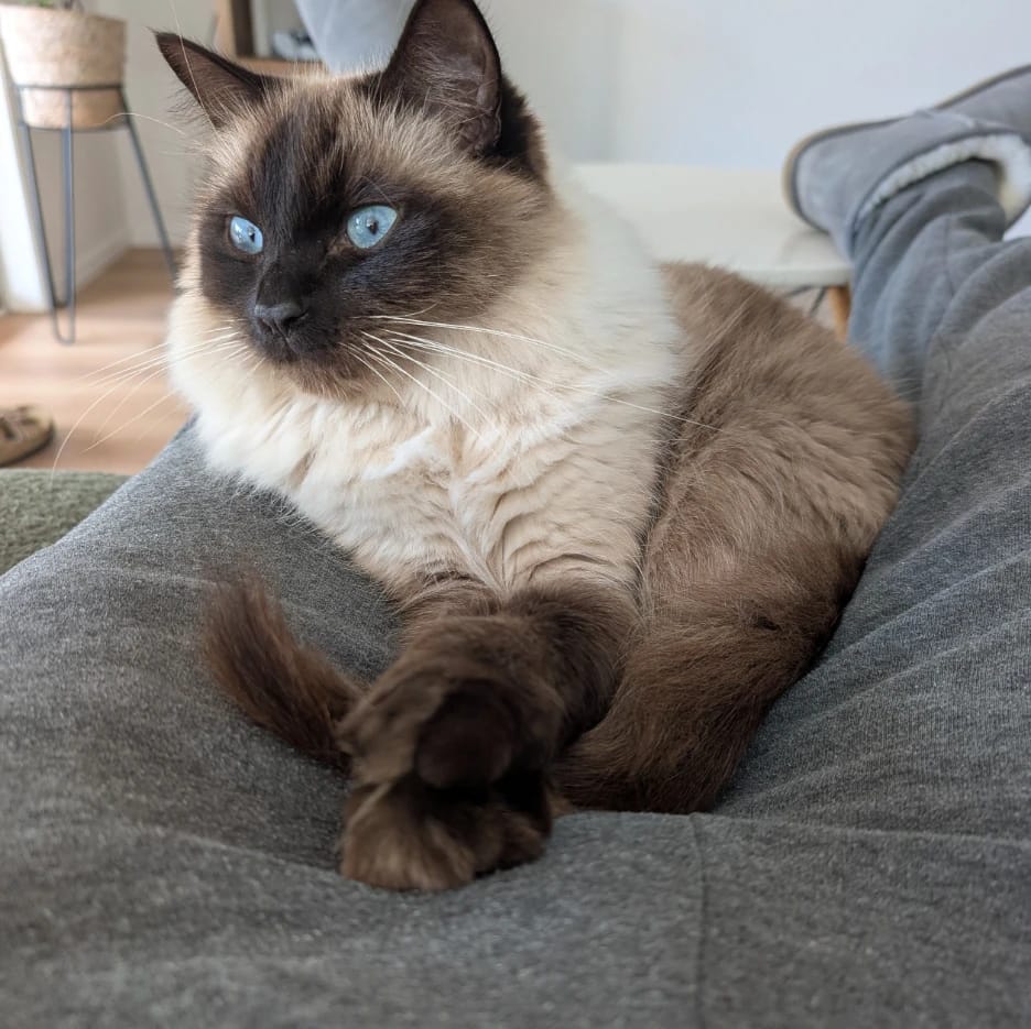 Simba