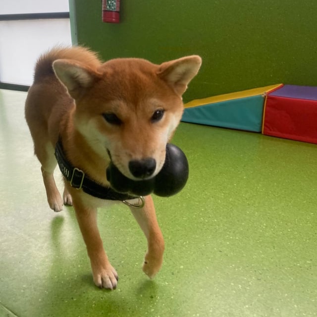 Sachi