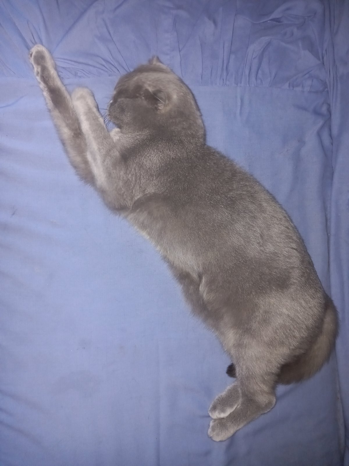 image-4