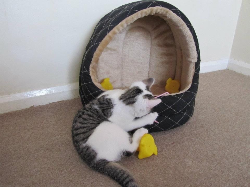 image-42