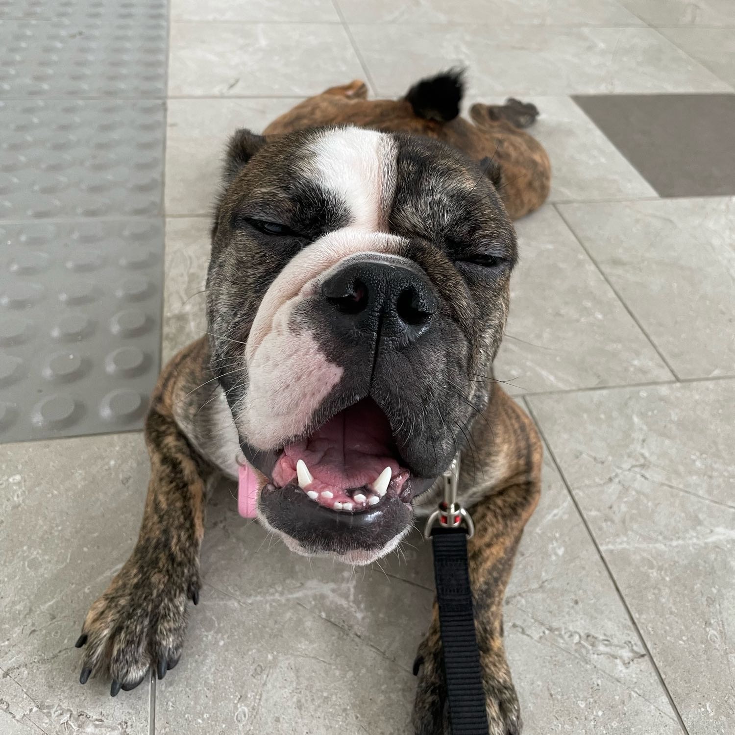 Obi 