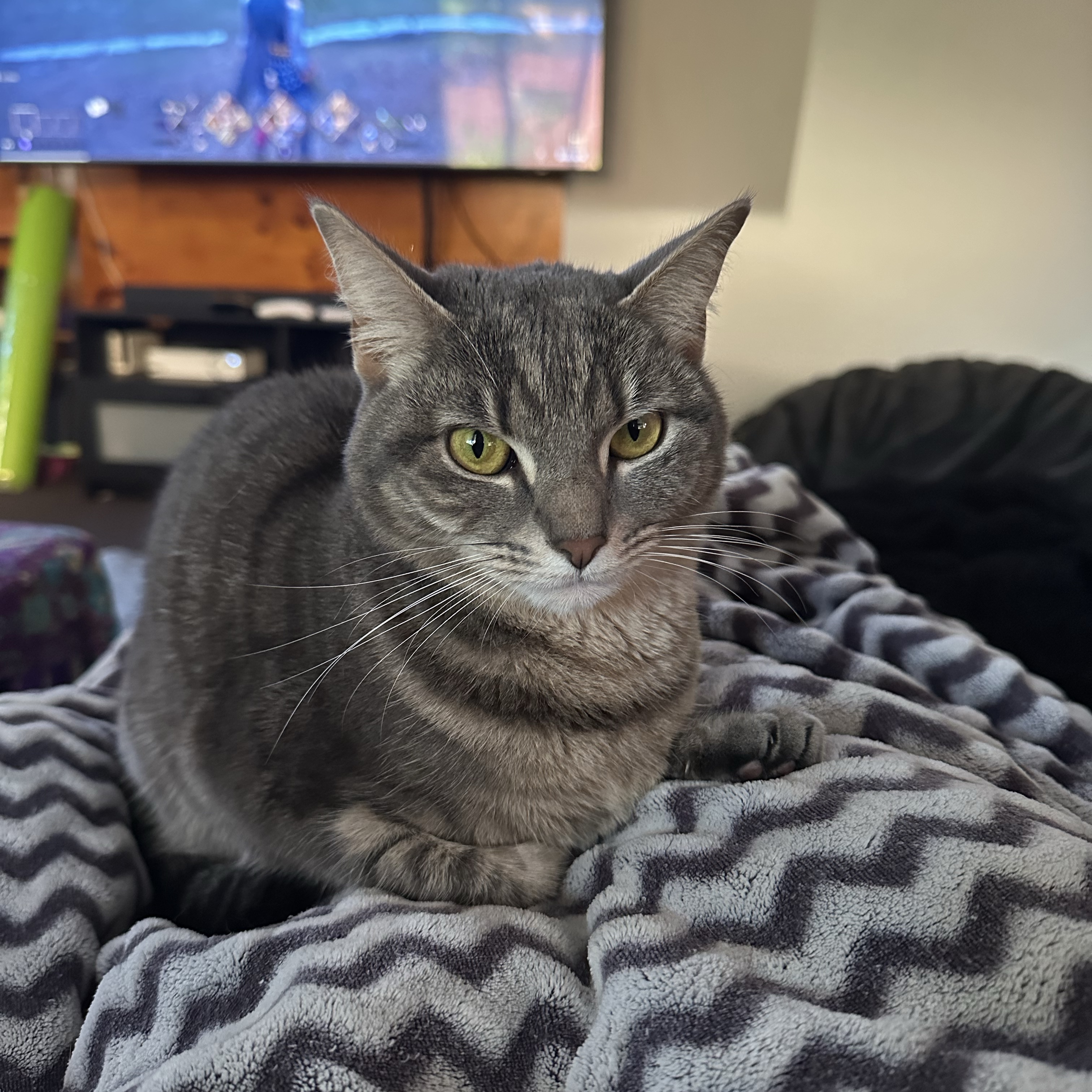Ari
