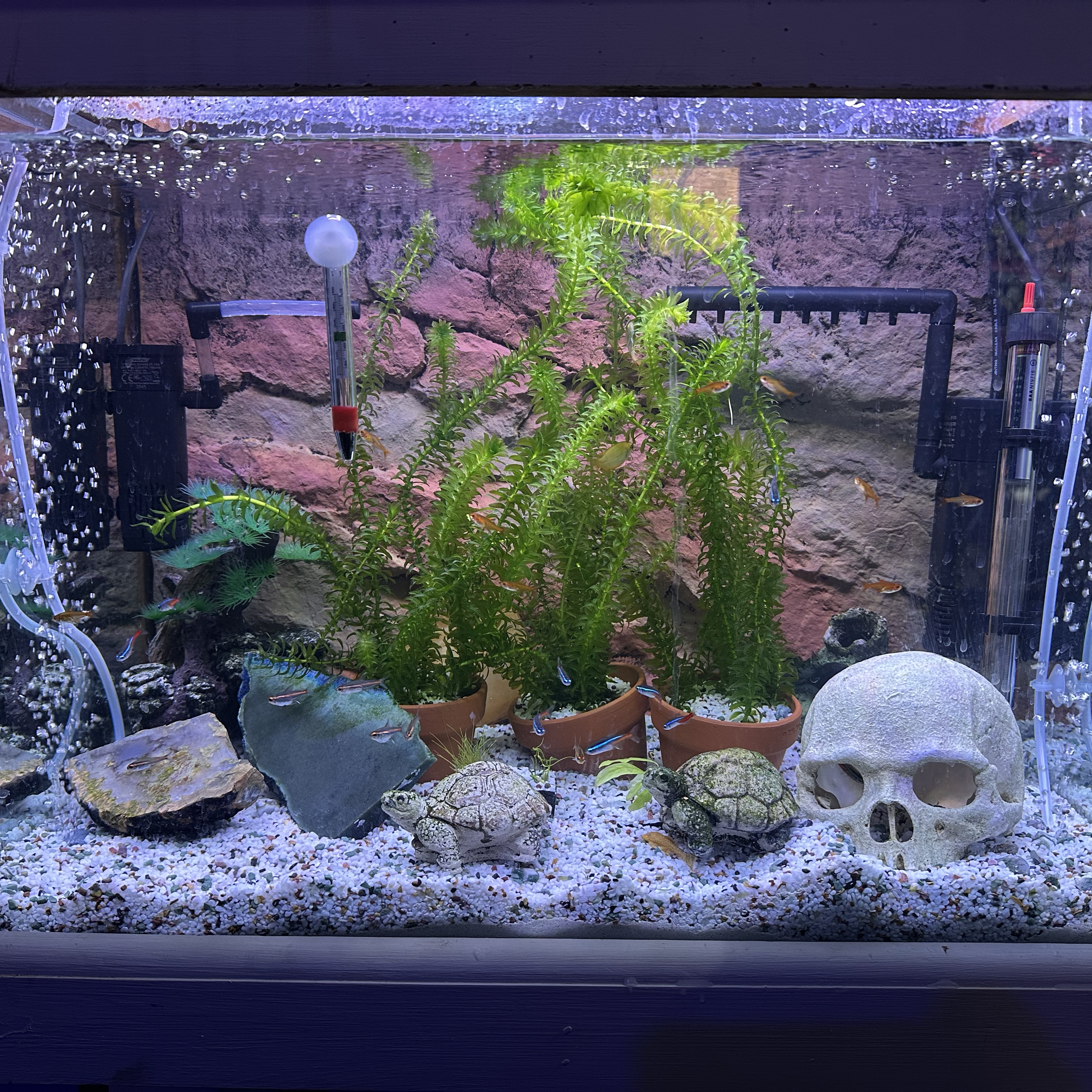 Fish
