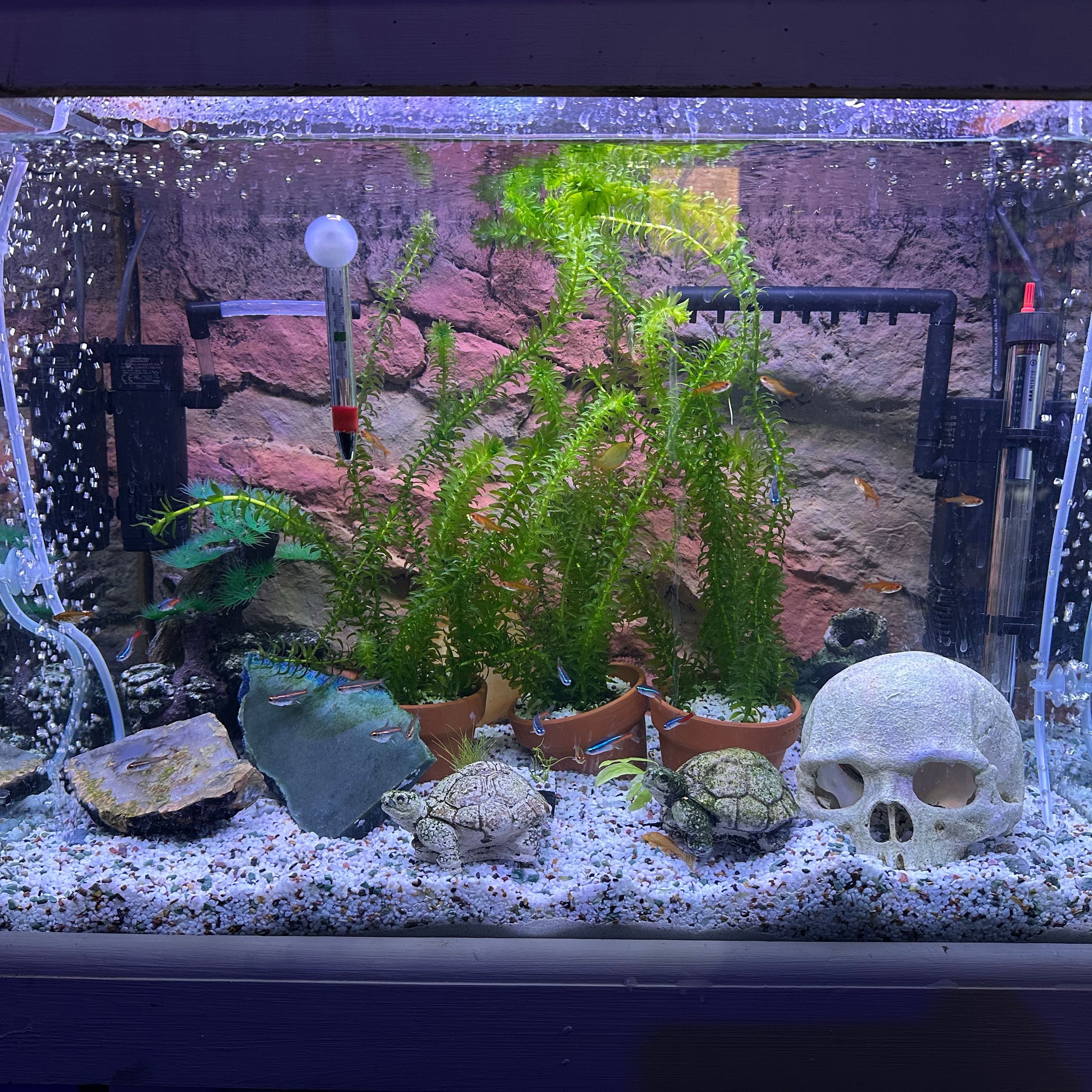 Fish