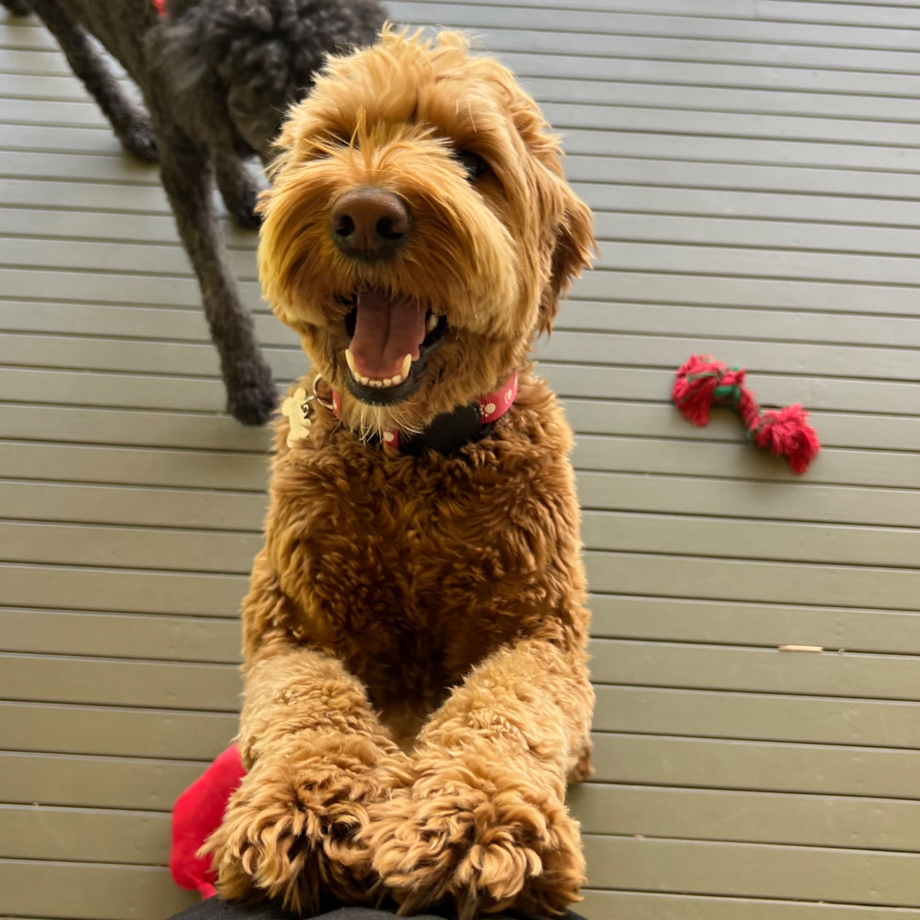 Biscuit