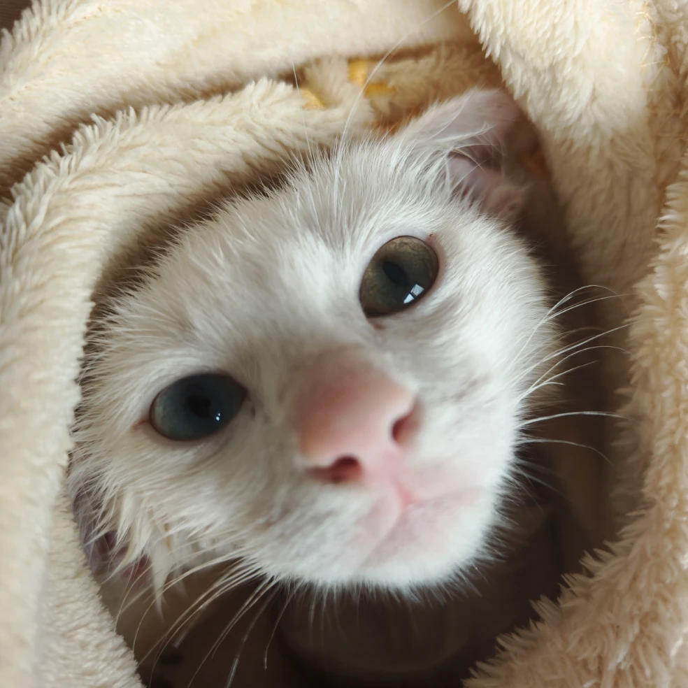 Percy 