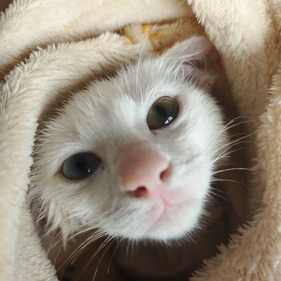 Percy