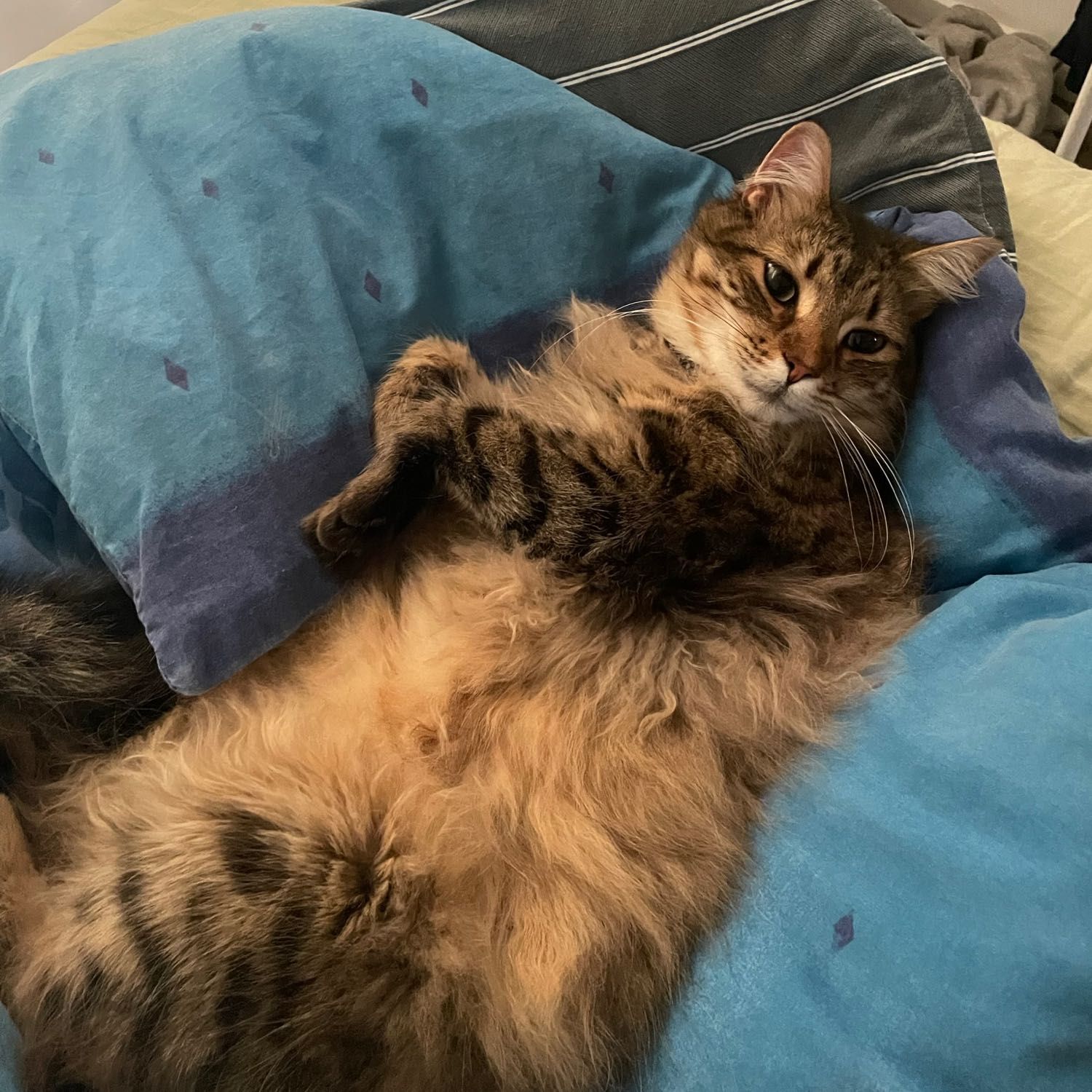 Pablo