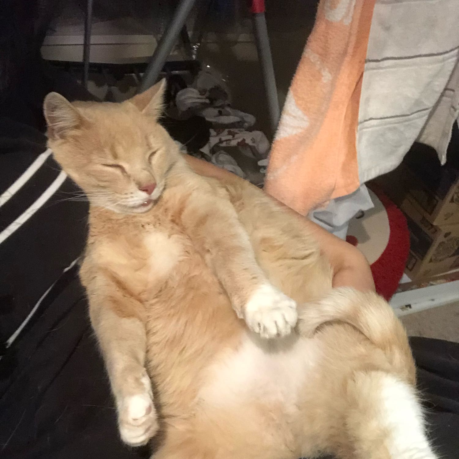 Fatso