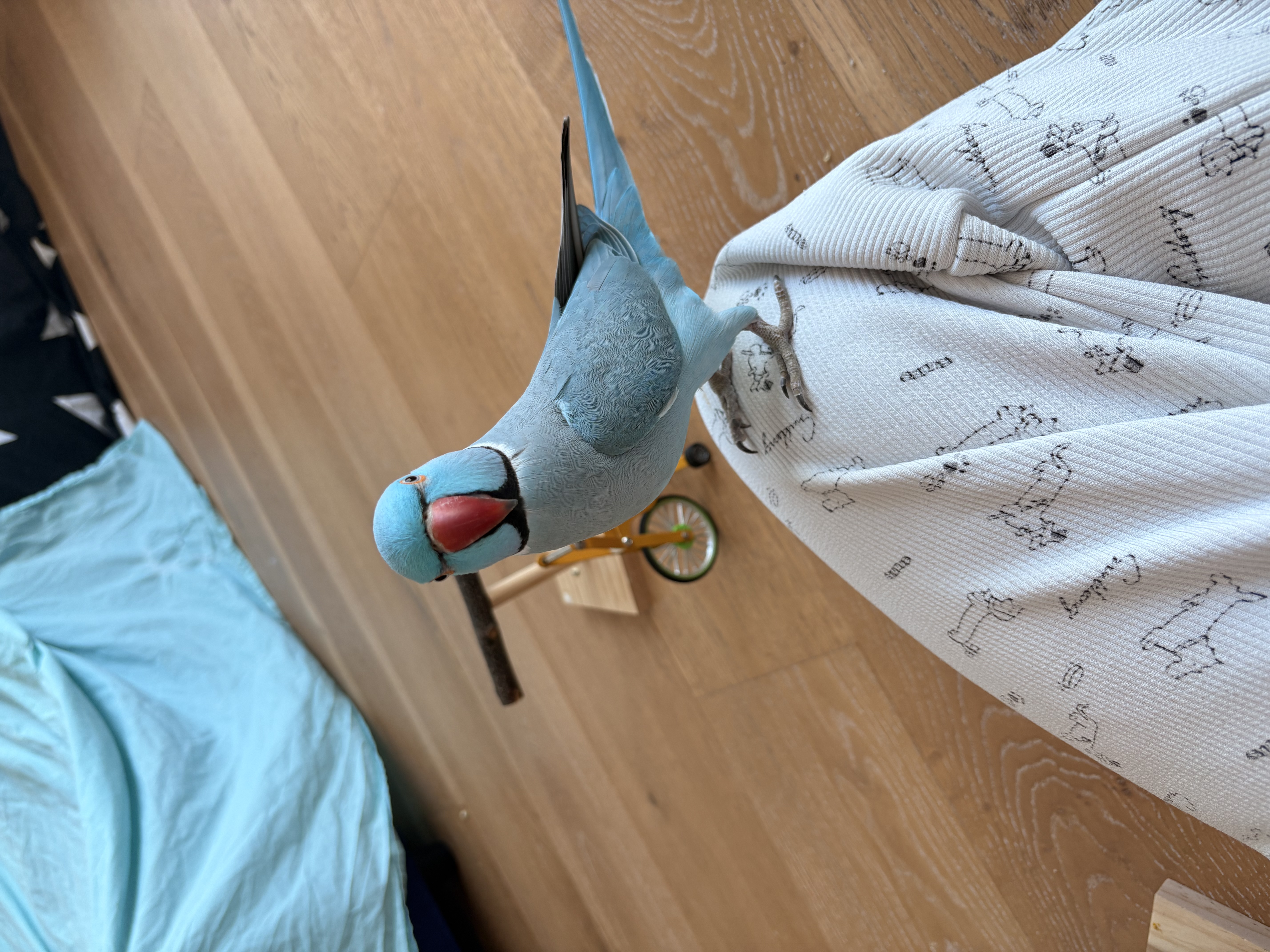 image-10