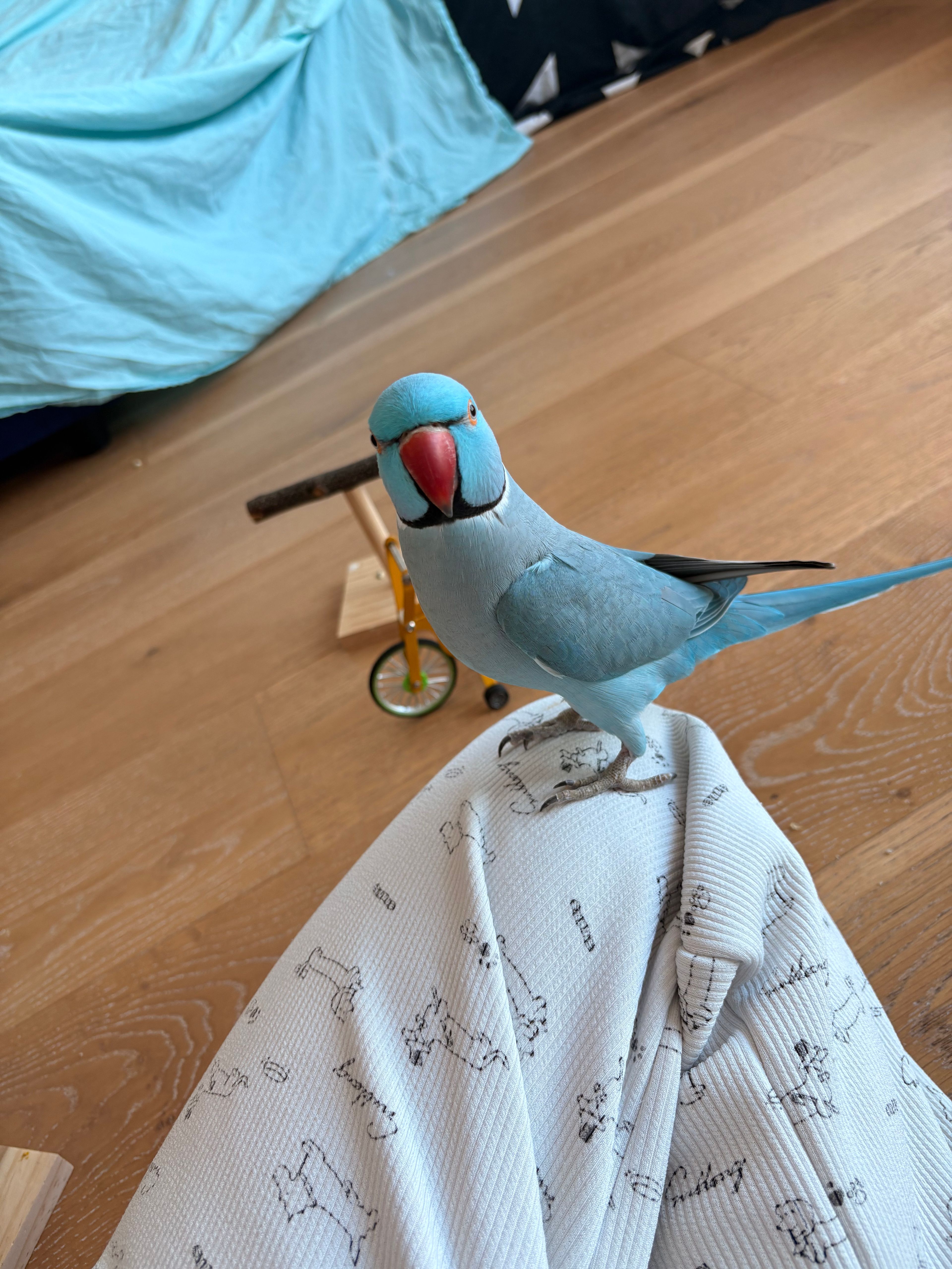 image-10