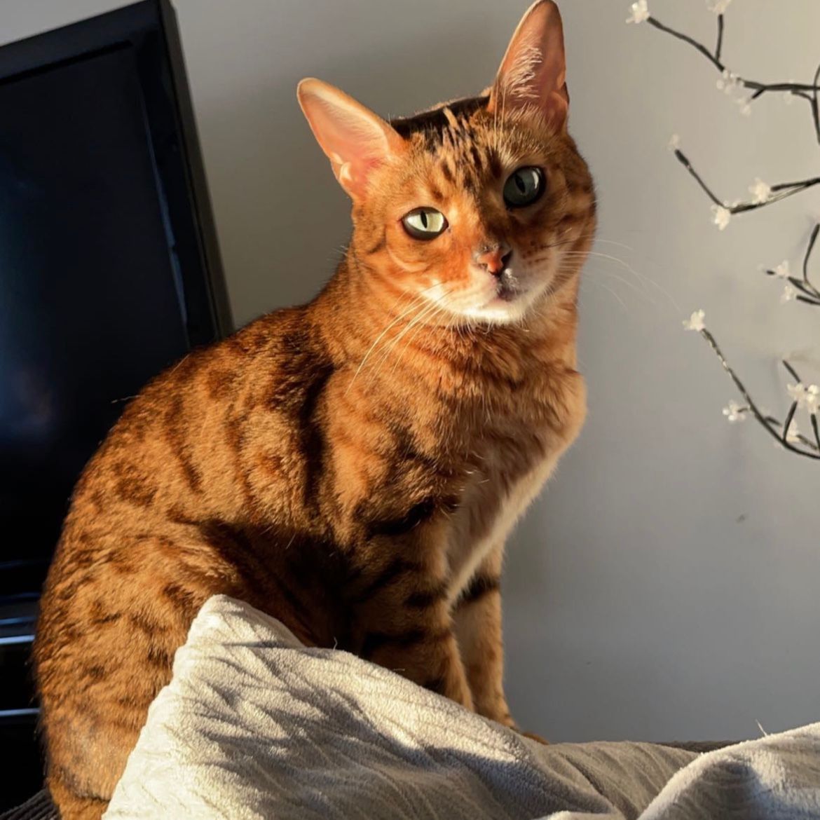Catniss