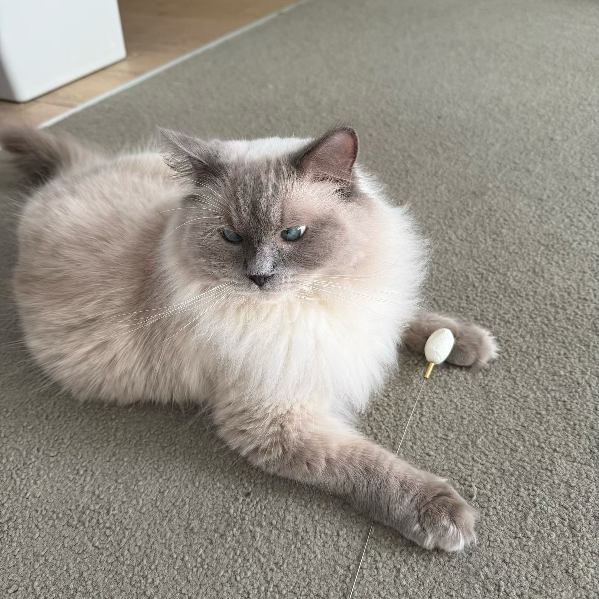 Bagel