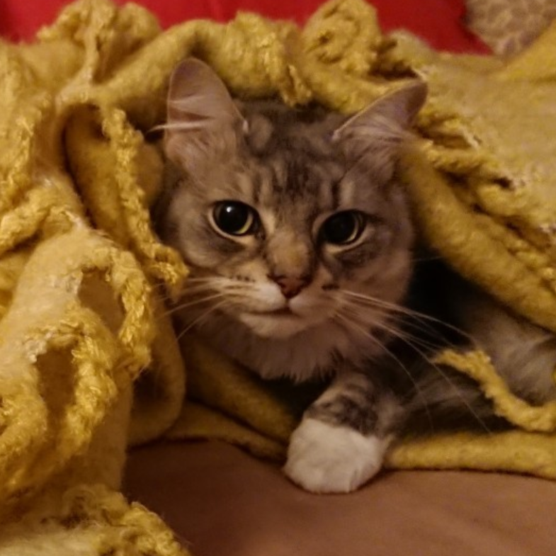 Nyanta