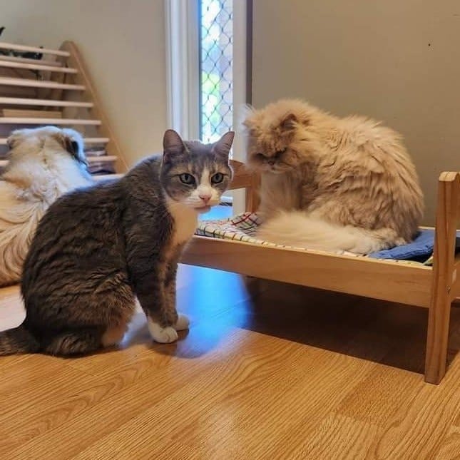 Bronte and Billy
