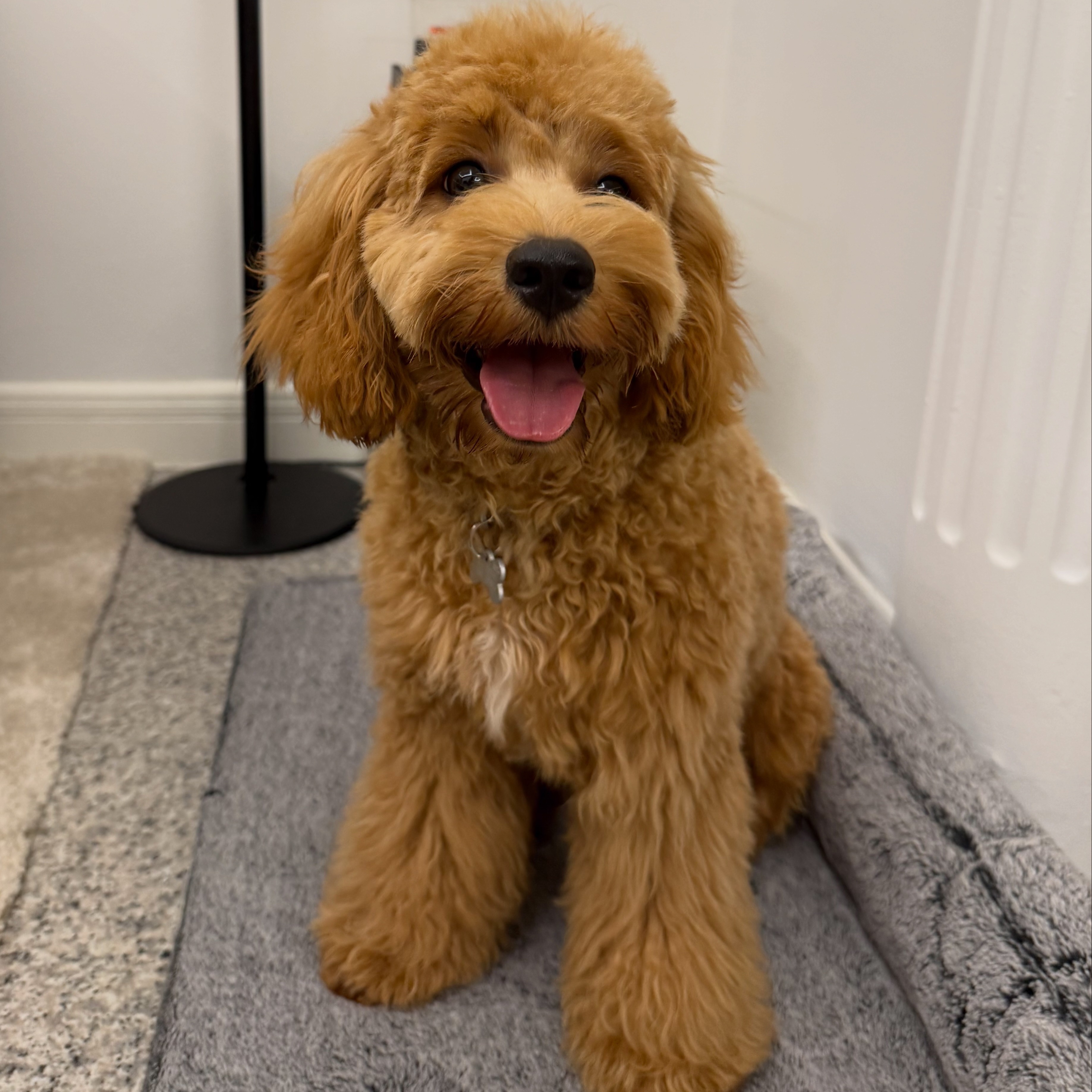 Teddy B