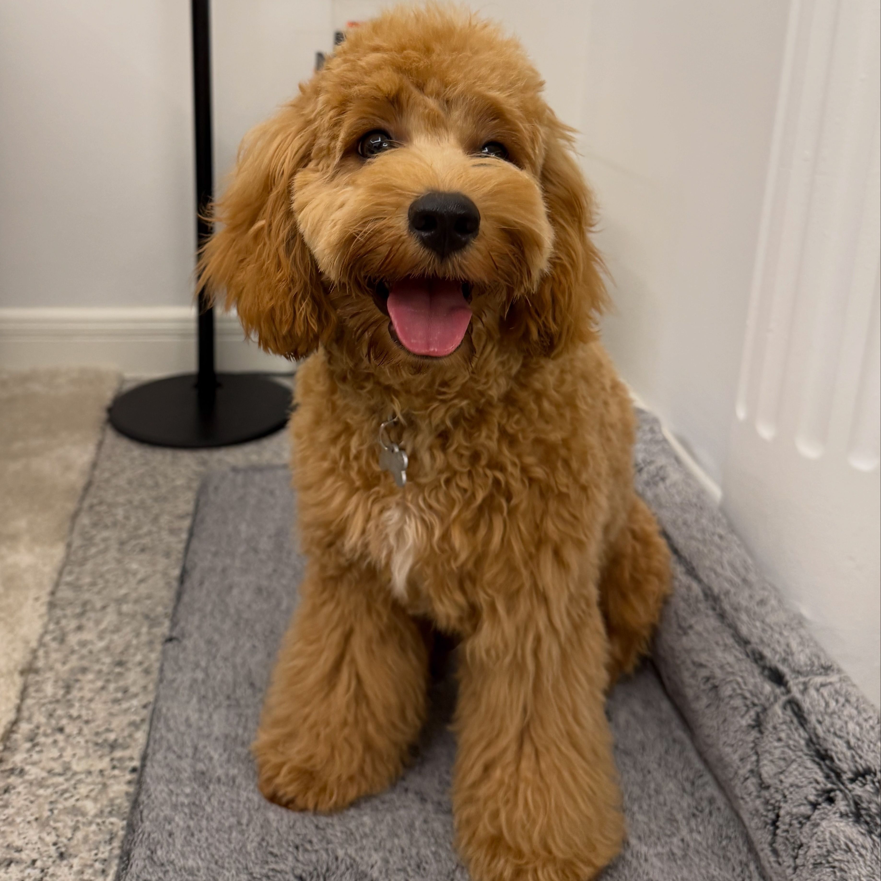 Teddy B