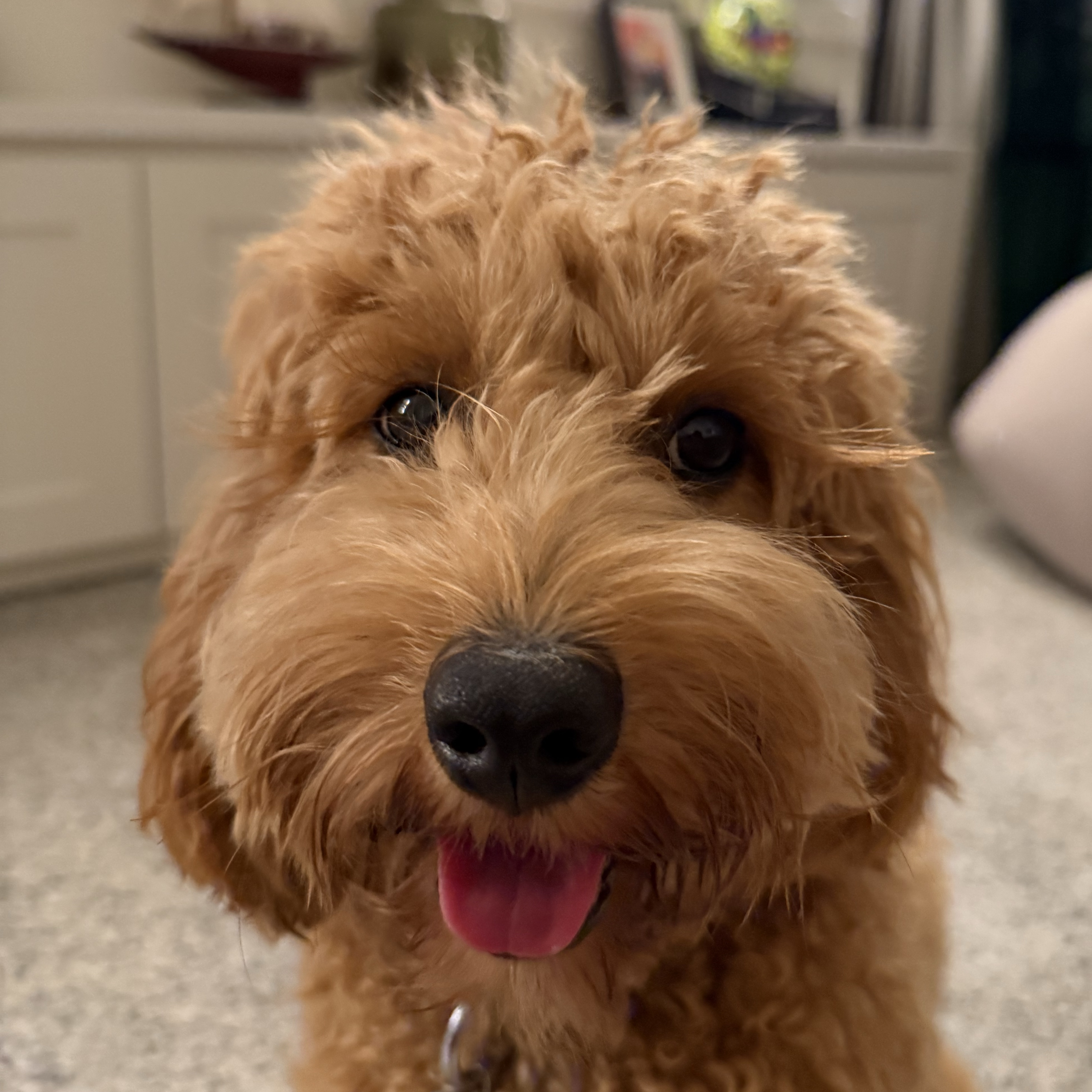 Teddy B