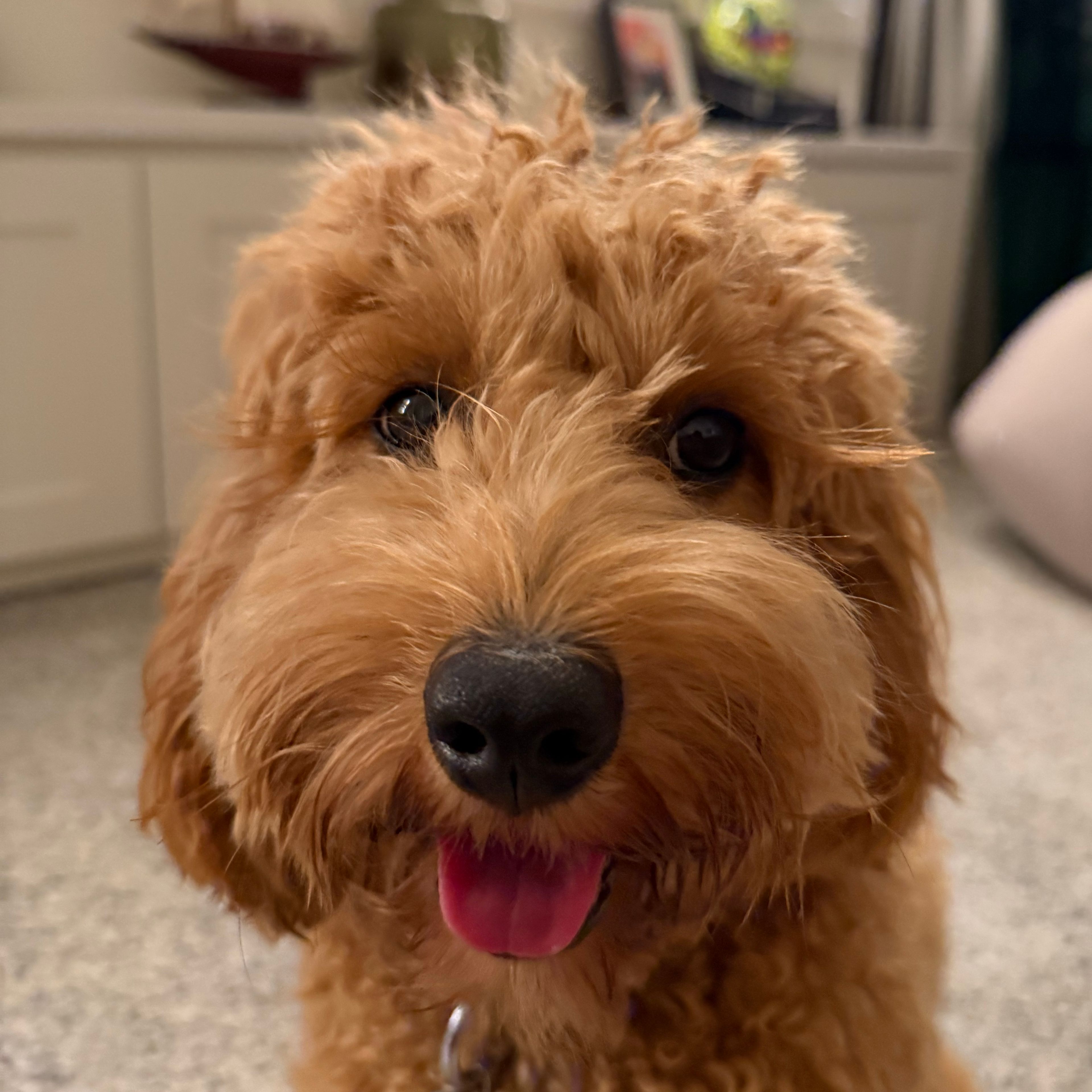Teddy B
