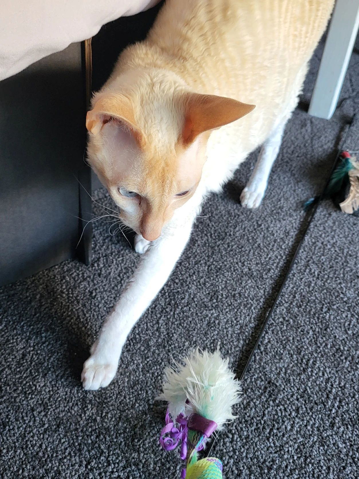 image-7