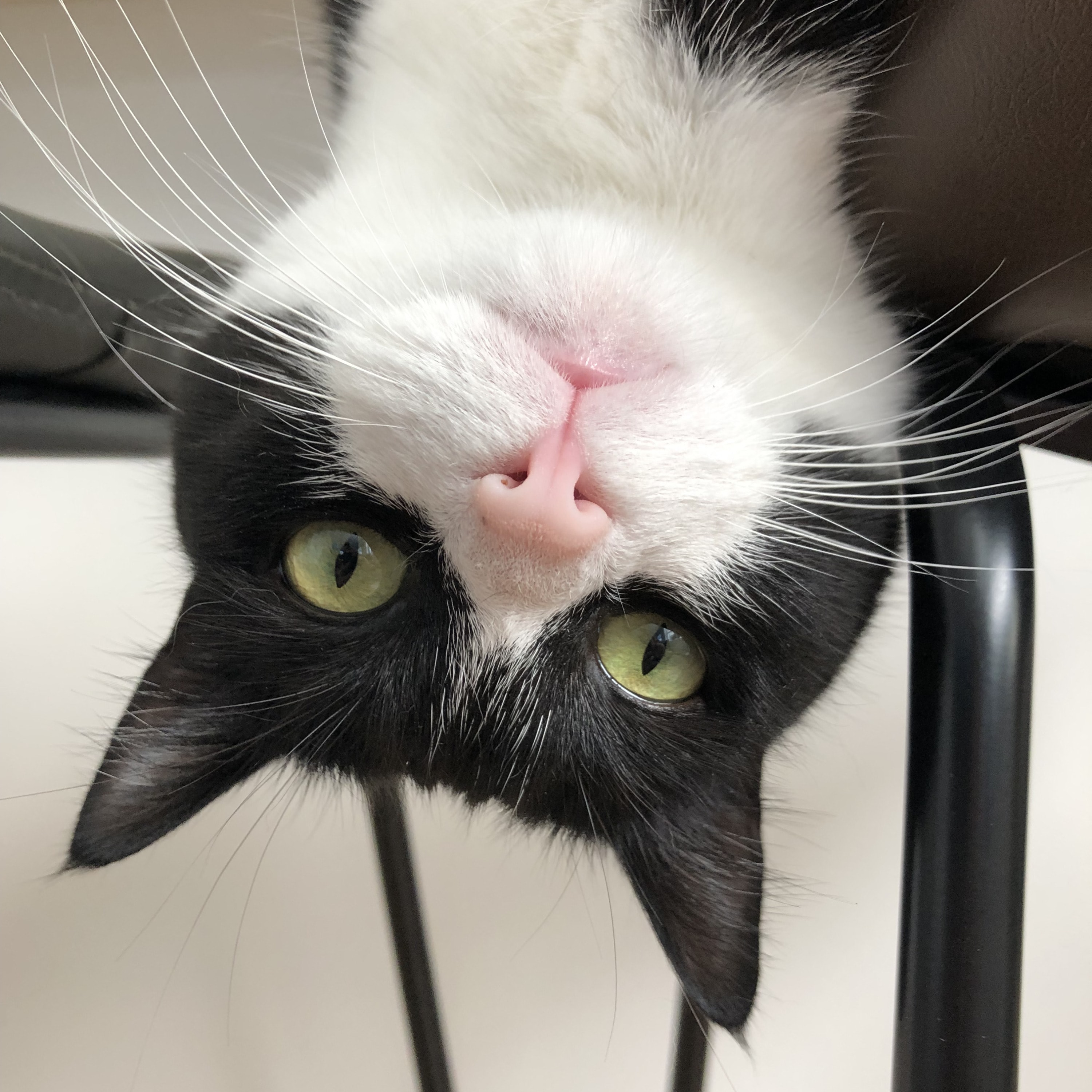 Tux