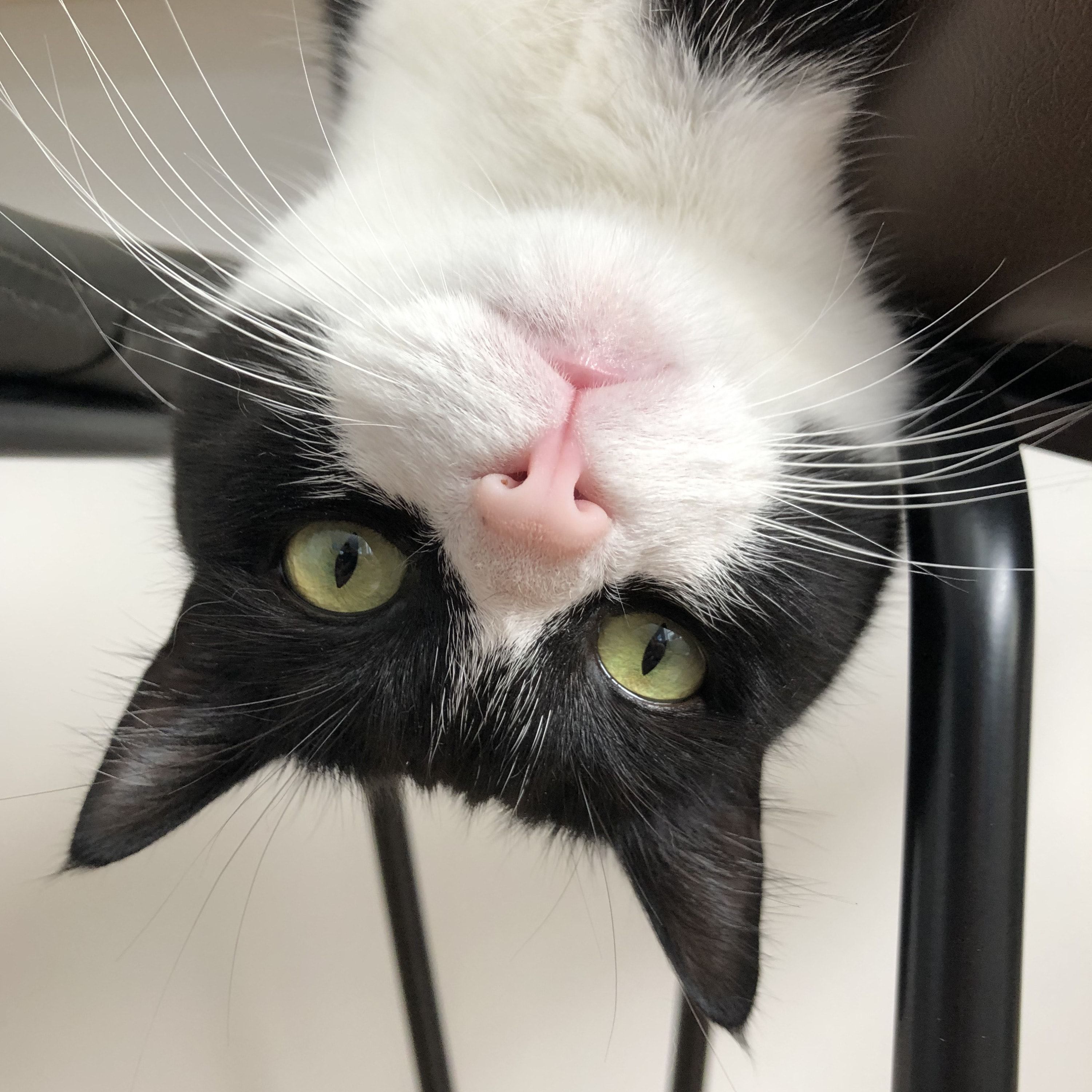 Tux