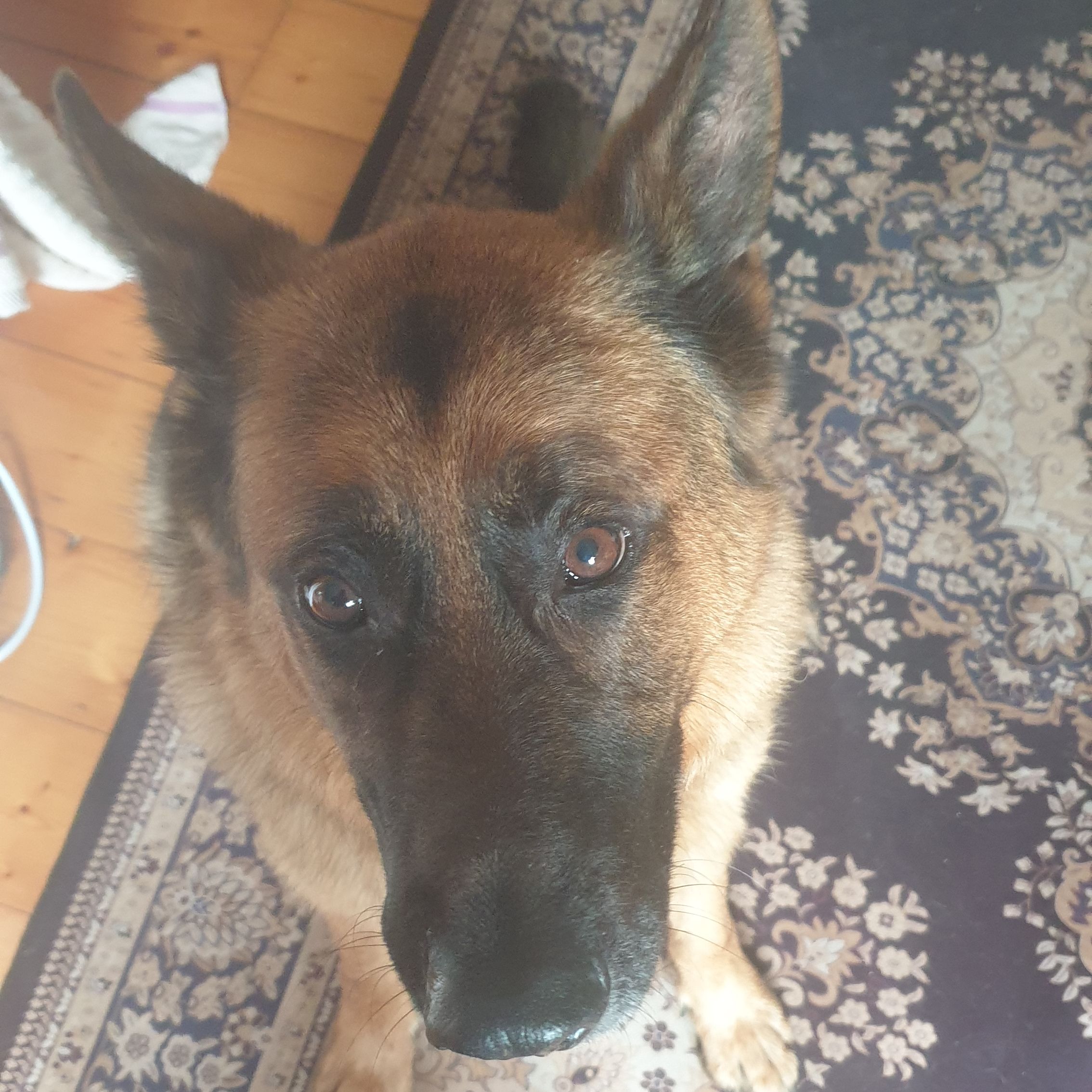Buddy 
