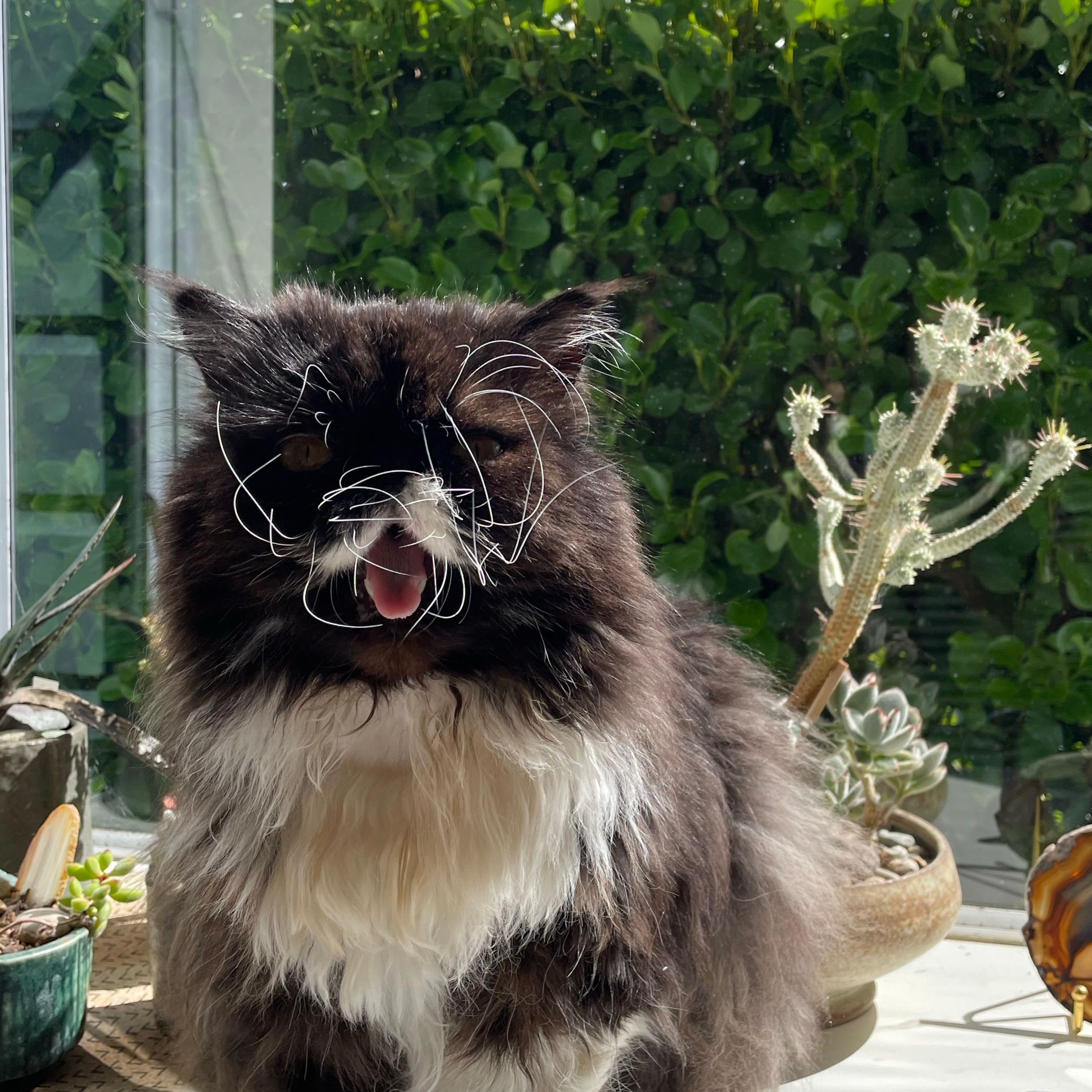 Mo