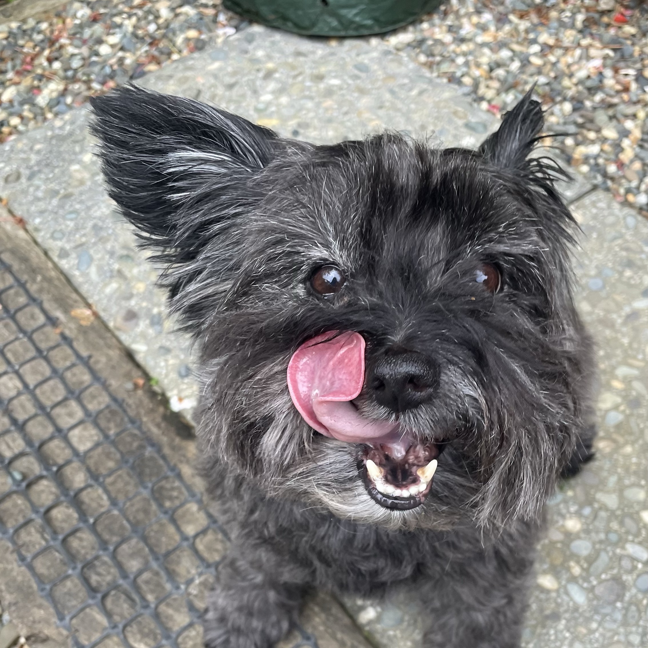 Poppy