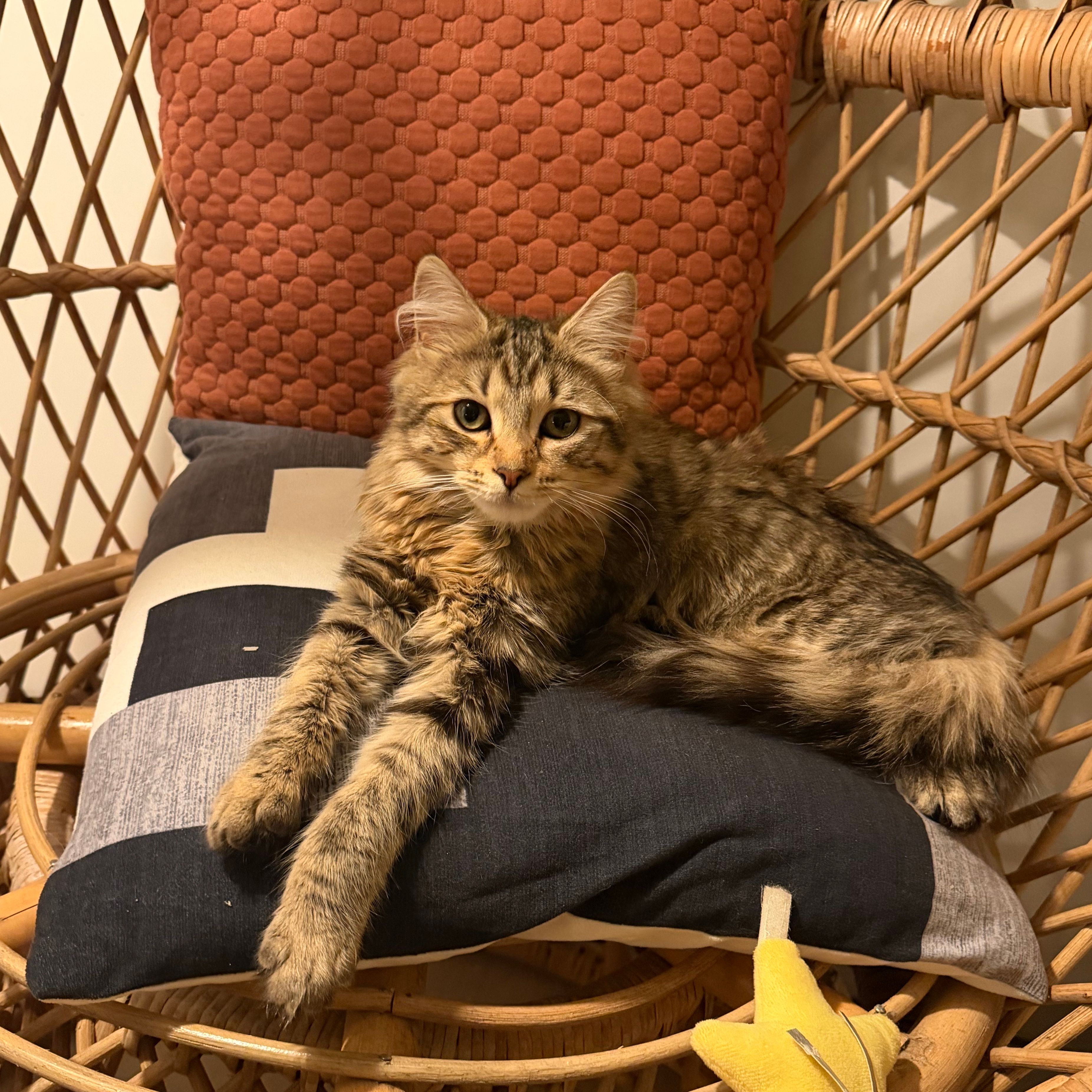 juno