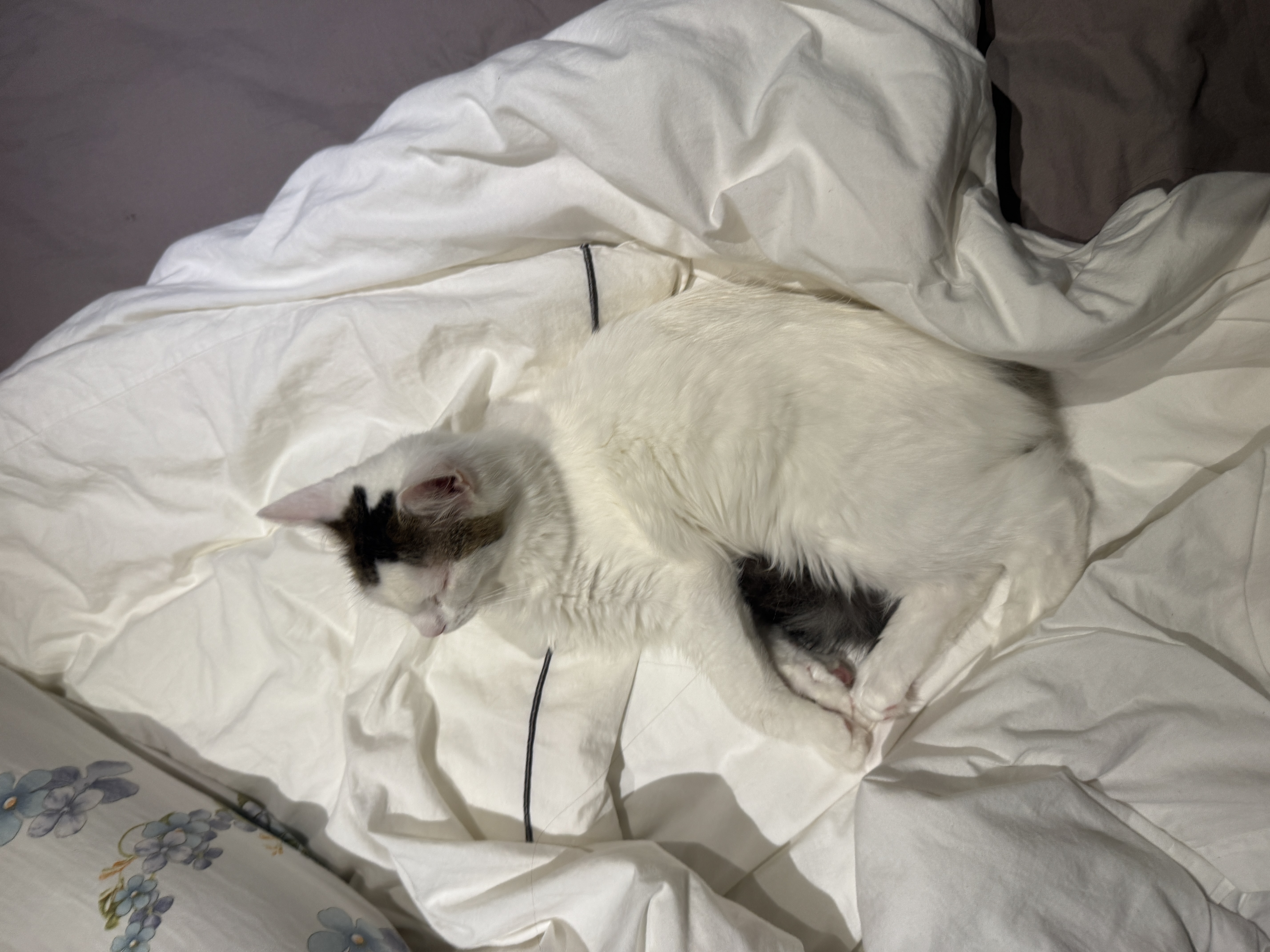 image-8