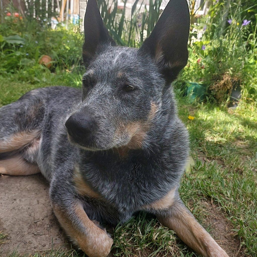 Gus