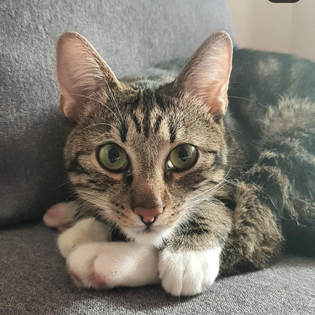 Percy