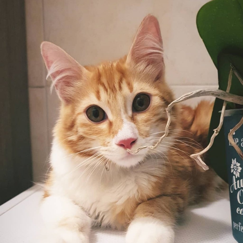 Simba