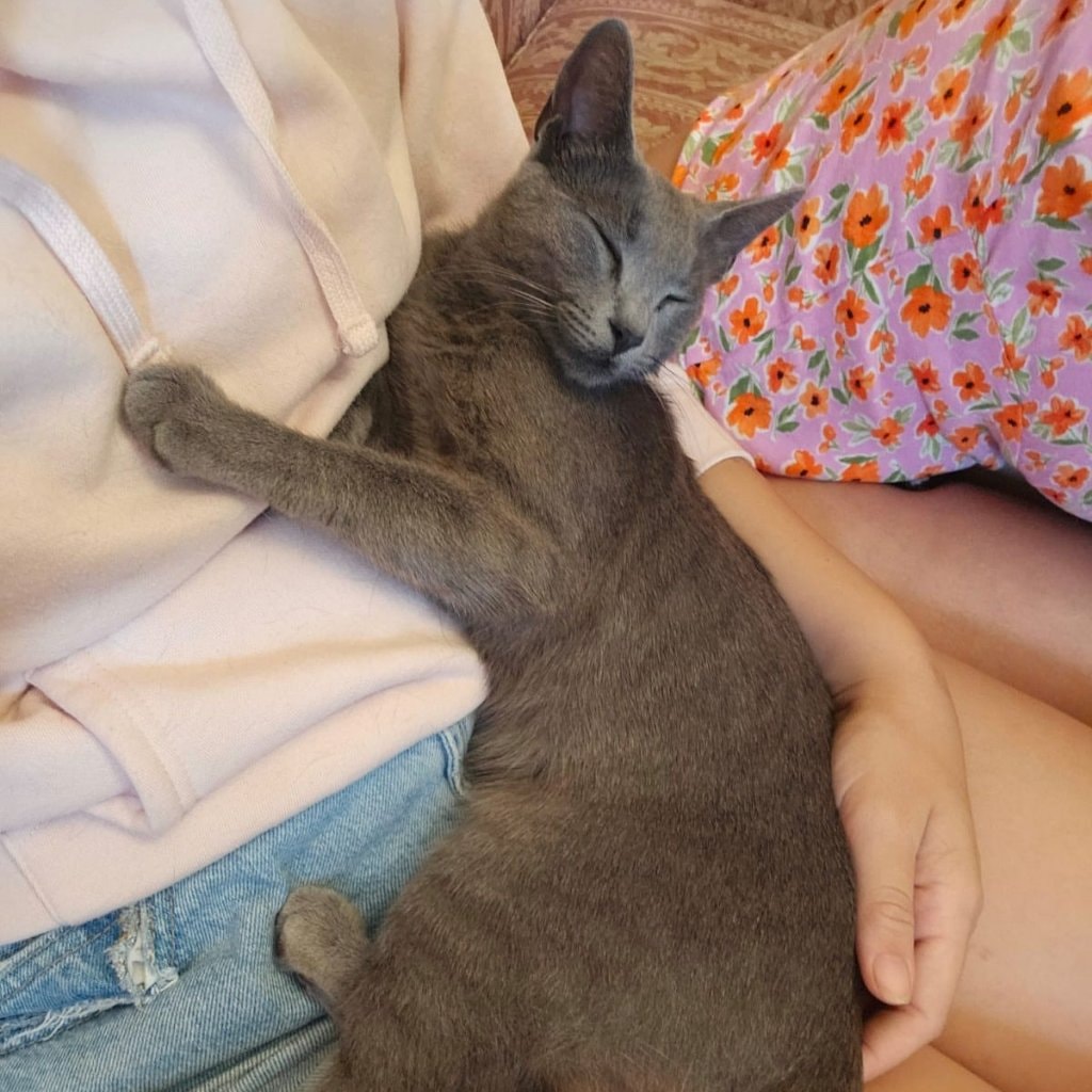 Chico