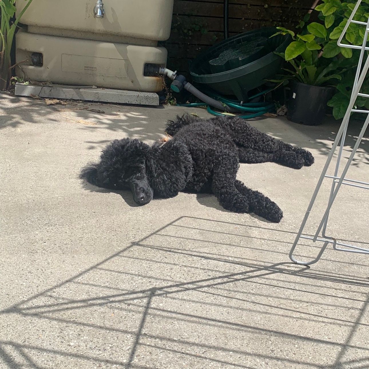 Coco