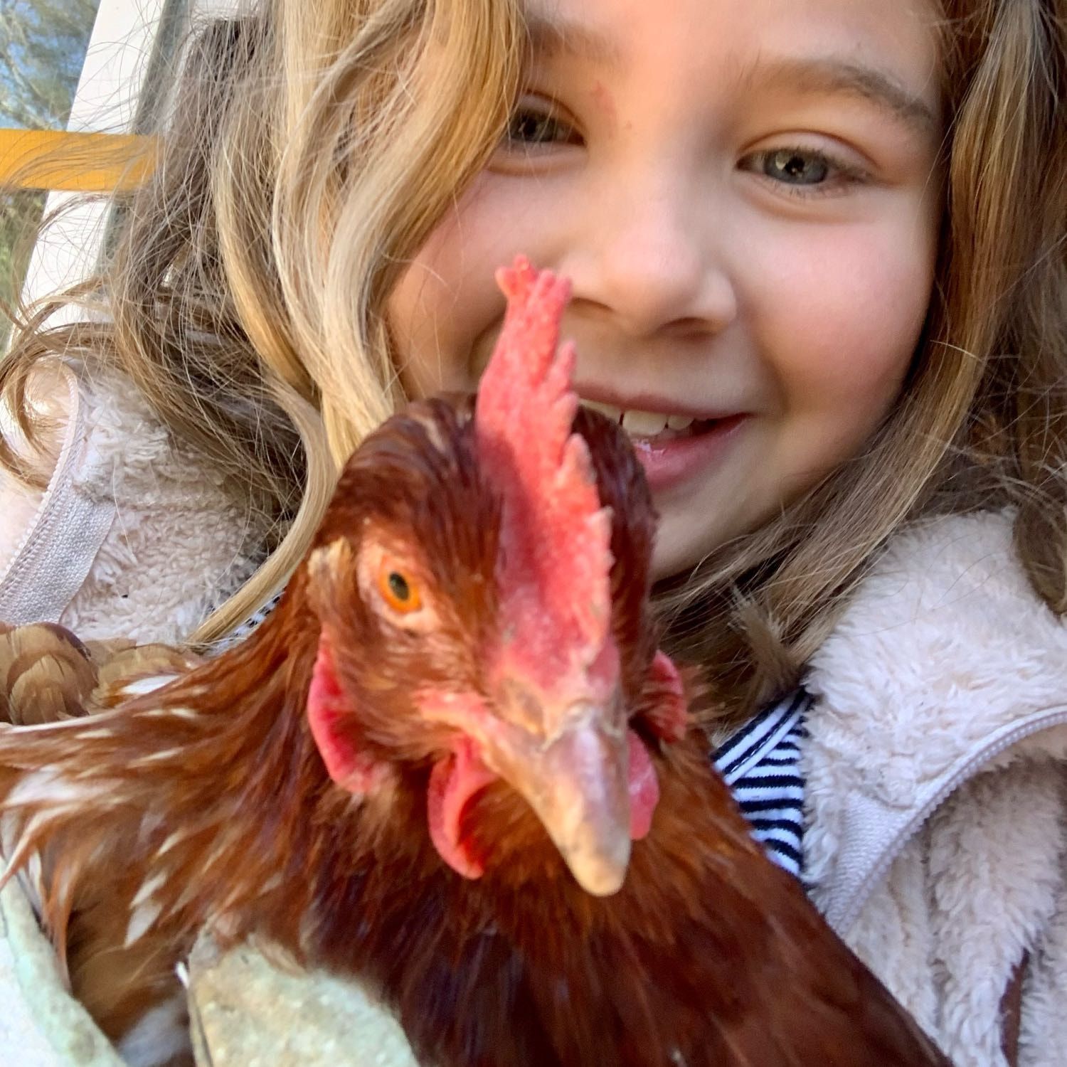 6 chickens