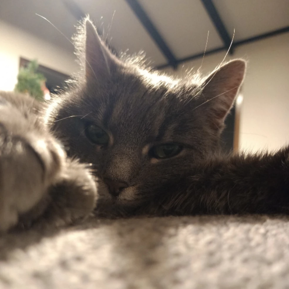 Ziggy