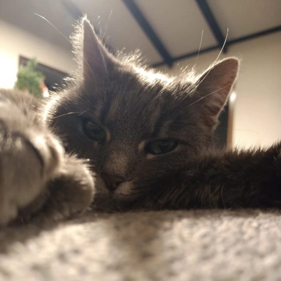 Ziggy