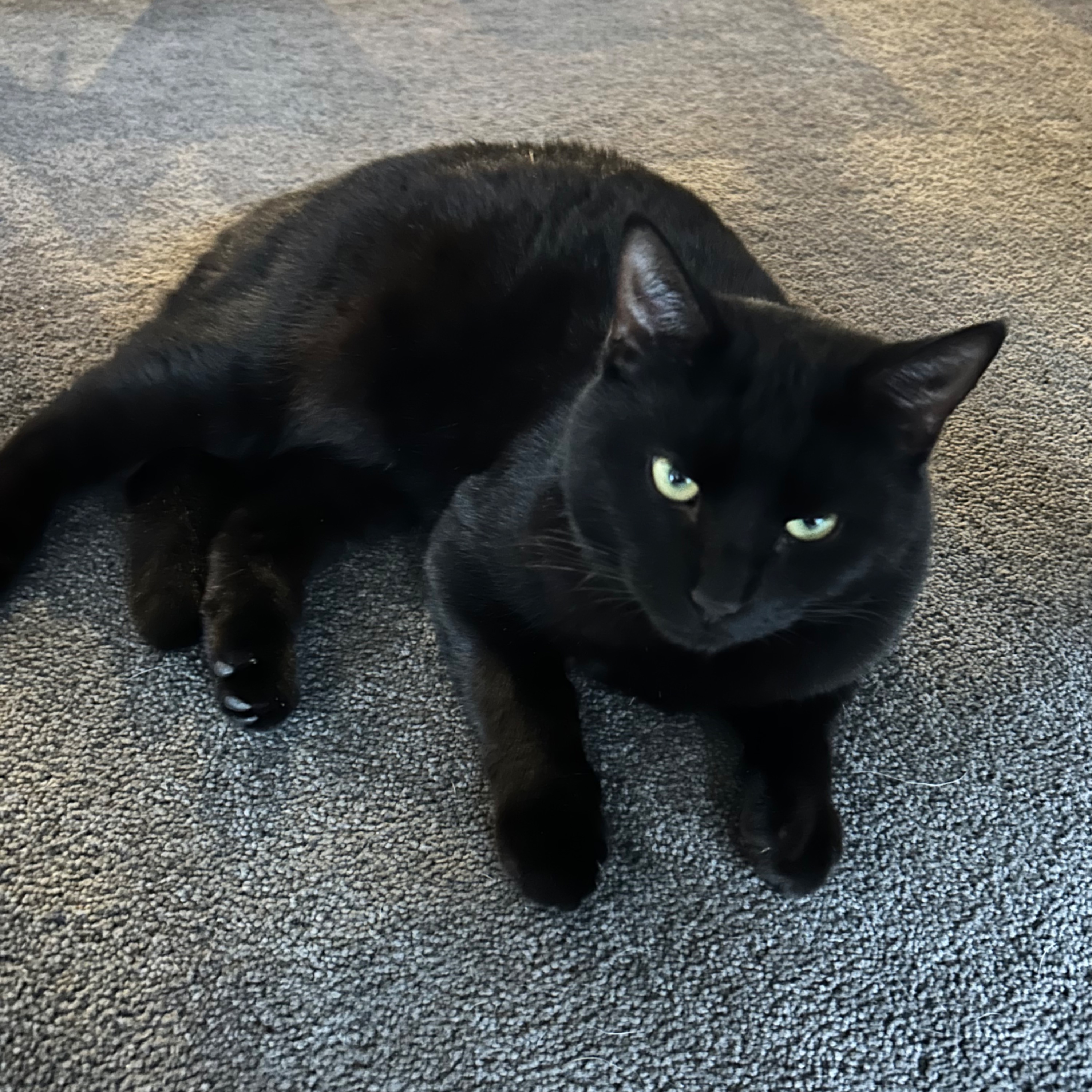 Milo