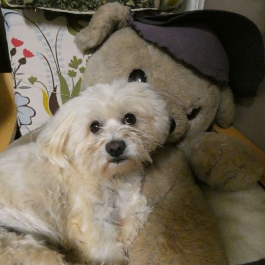 Teddy