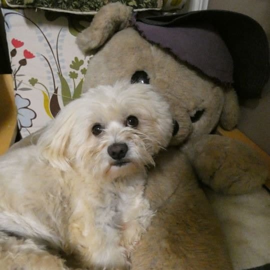 Teddy