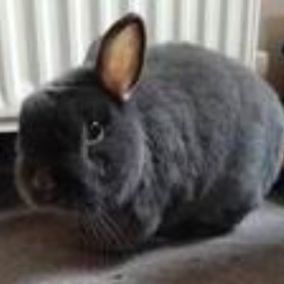 Lavender bunny