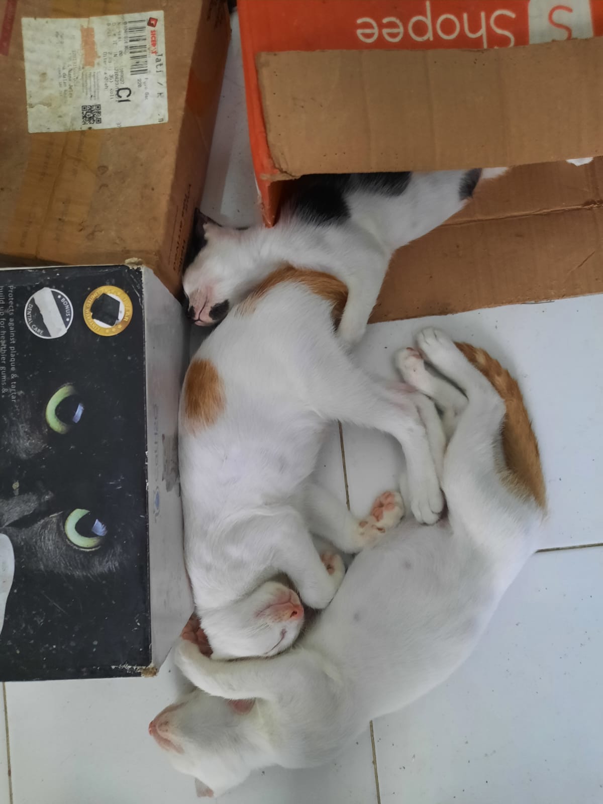 image-7