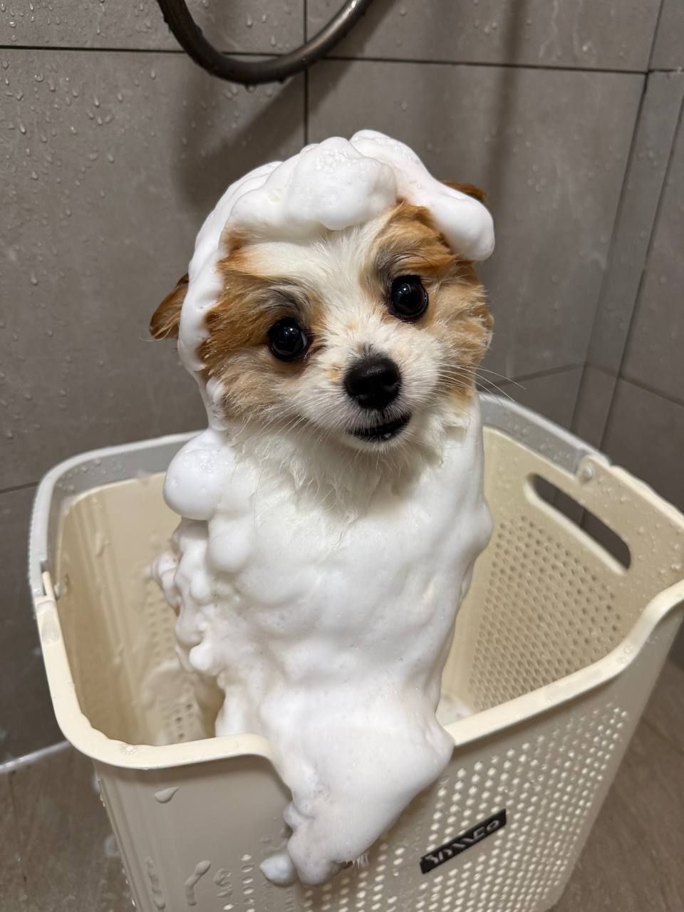 image-2